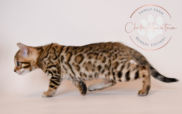 Bengal kitten for sale